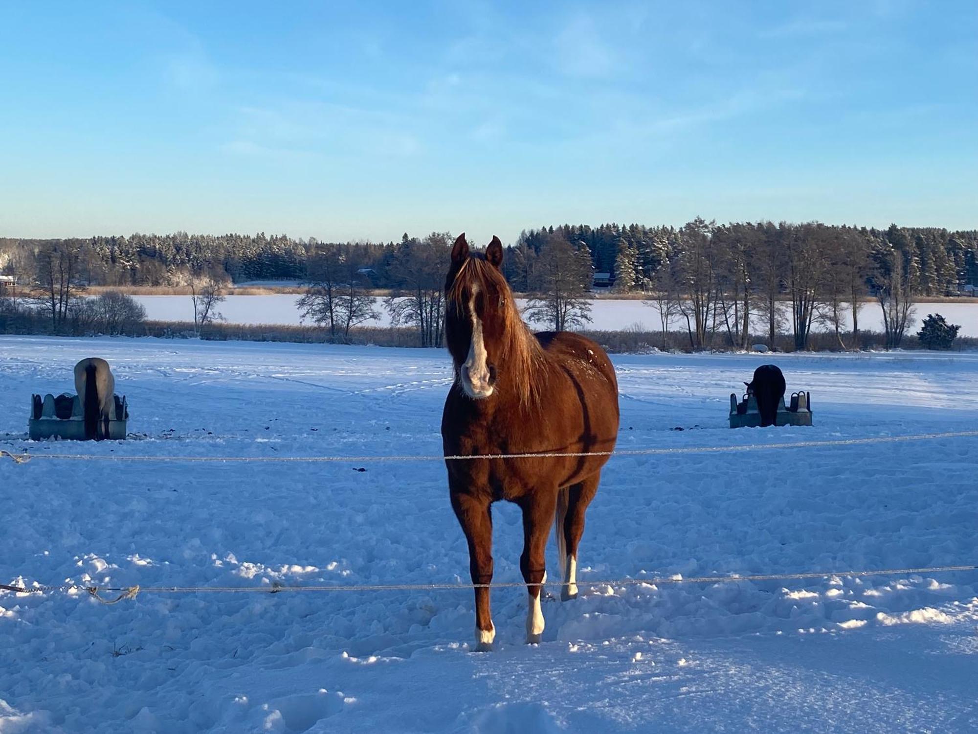 Ulvsby Ranch Western Camp 鄉村民宿 Karlstad