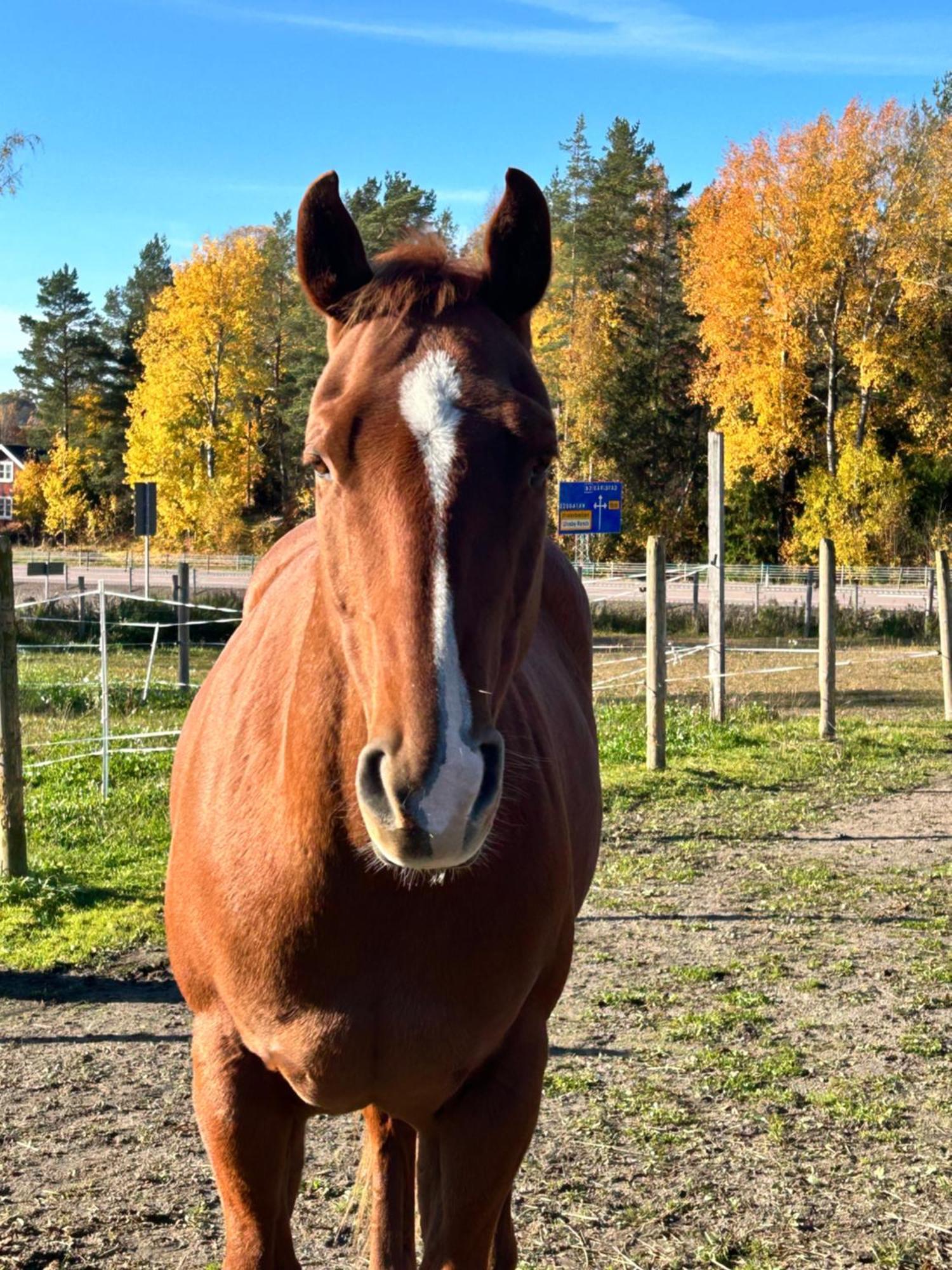 Ulvsby Ranch Western Camp Maalaistalot Karlstad